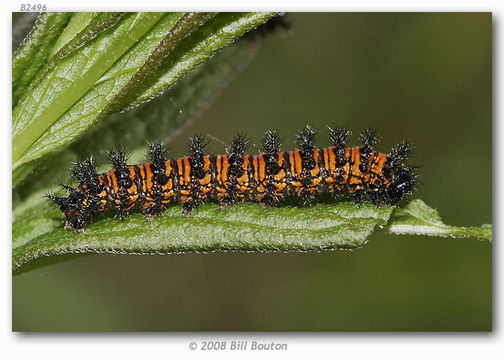 Image of Harris's Checkerspot