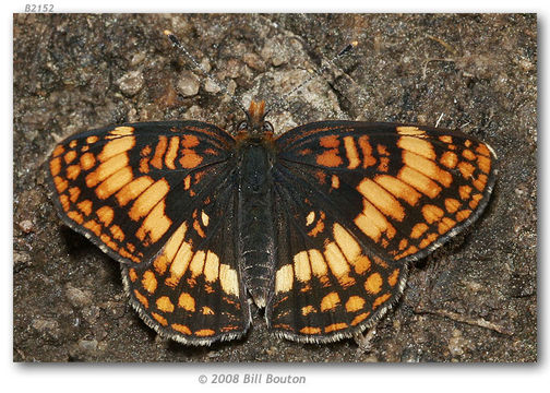 Image of Hoffmann's Checkerspot