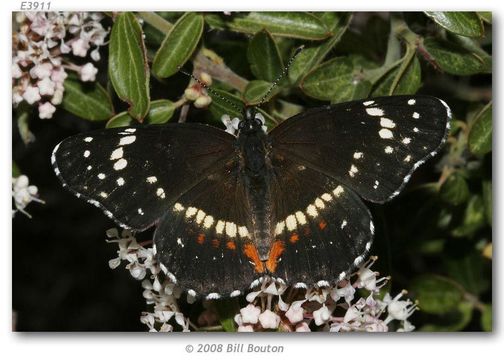 Image of Bordered Patch