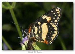 Image of Bordered Patch