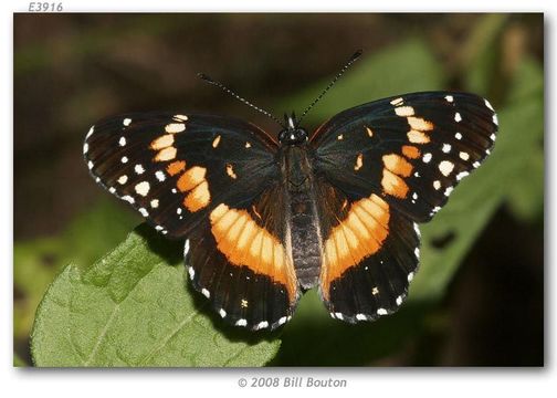 Image of Bordered Patch