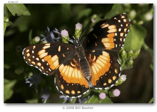 Image of Bordered Patch