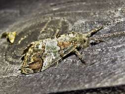 Image of Southern Tussock Moth