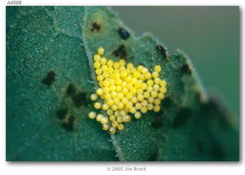 Image of Bordered Patch