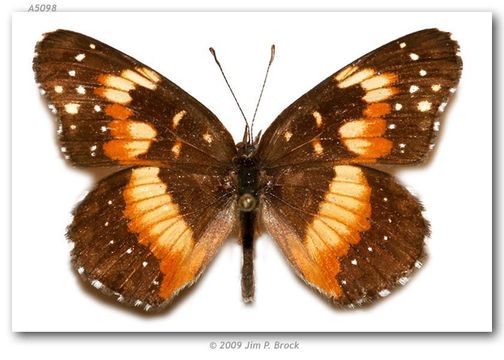 Image of Bordered Patch