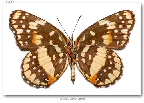 Image of Bordered Patch