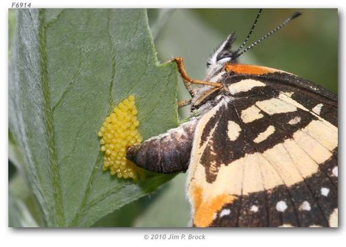 Image of Bordered Patch