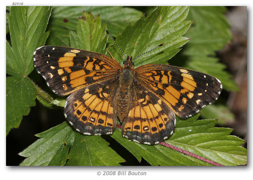 Image of Silvery Checkerspot