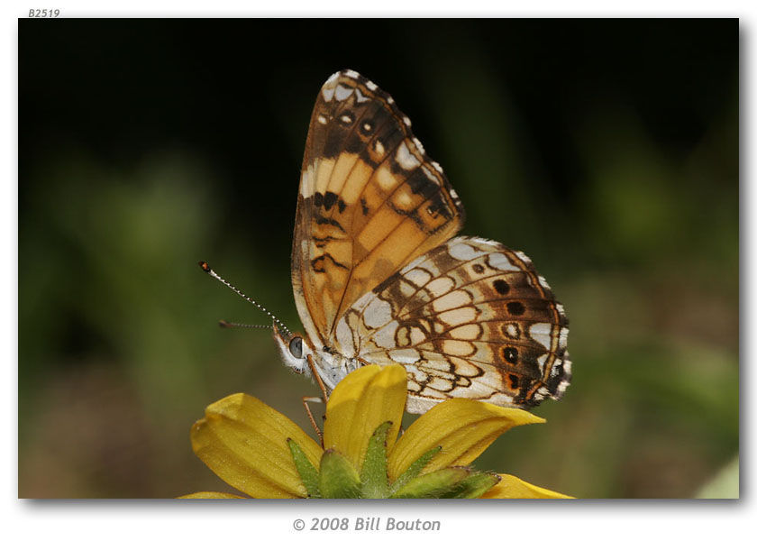 Image of Silvery Checkerspot