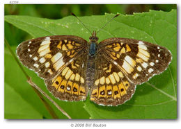 Image of Silvery Checkerspot