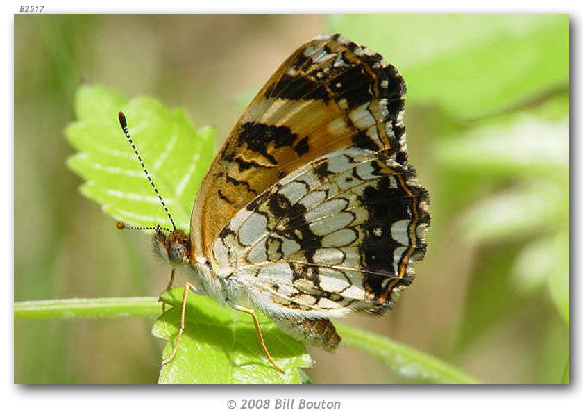 Image of Silvery Checkerspot