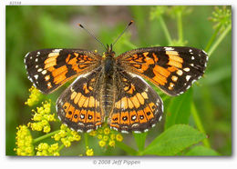 Image of Silvery Checkerspot