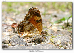 Image of Silvery Checkerspot