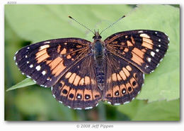 Image of Silvery Checkerspot