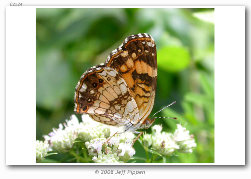 Image of Silvery Checkerspot