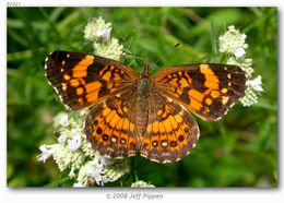 Image of Silvery Checkerspot