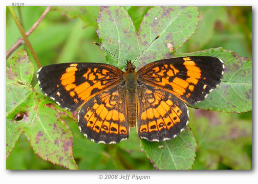 Image of Silvery Checkerspot