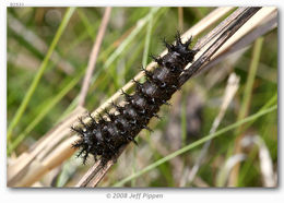 Image of Silvery Checkerspot