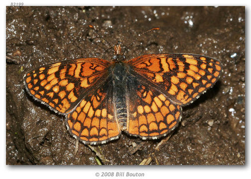 Image of Patches, Checkerspots