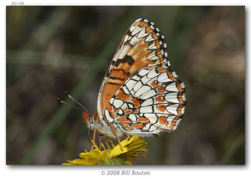 Image of Patches, Checkerspots