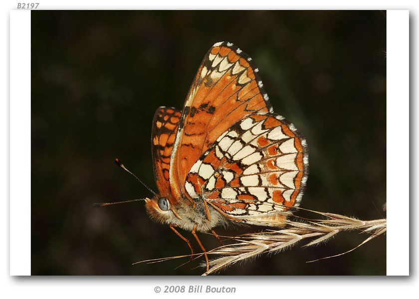 Image of Patches, Checkerspots