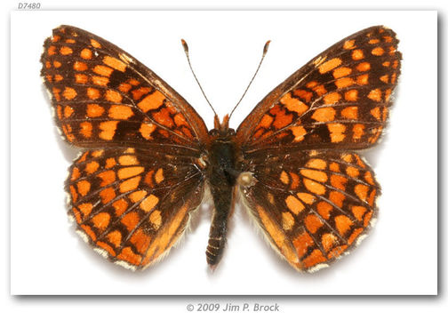 Image of Patches, Checkerspots