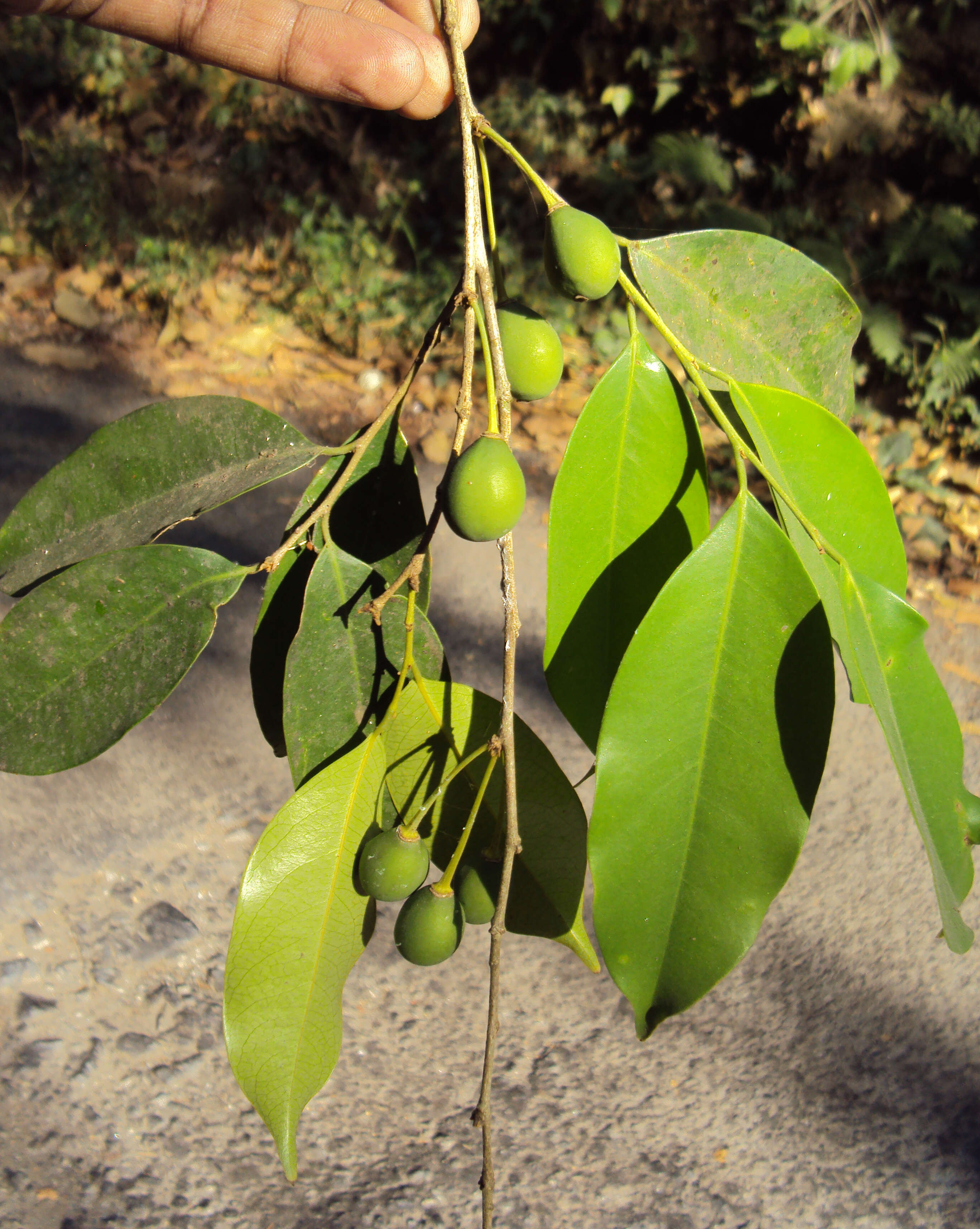 Image of Drypetes venusta (Wight) Pax & K. Hoffm.