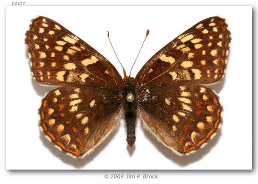 Image of Patches, Checkerspots