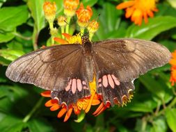 Image of Ruby-spotted Swallowtail