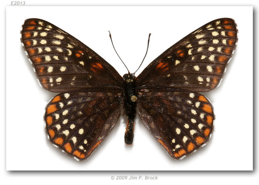 Imagem de Euphydryas