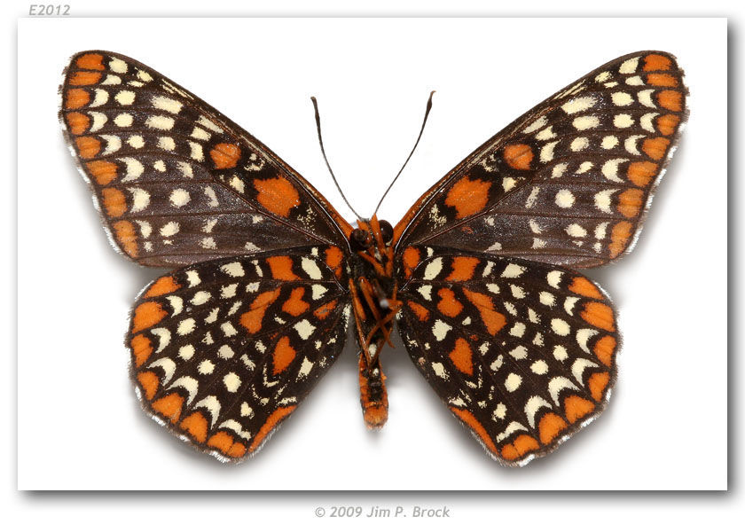 Imagem de Euphydryas