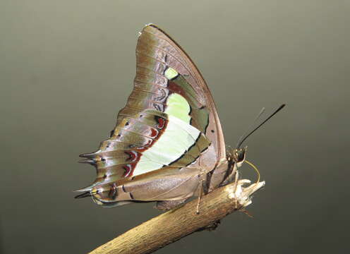 Image of Polyura athamas Drury 1773