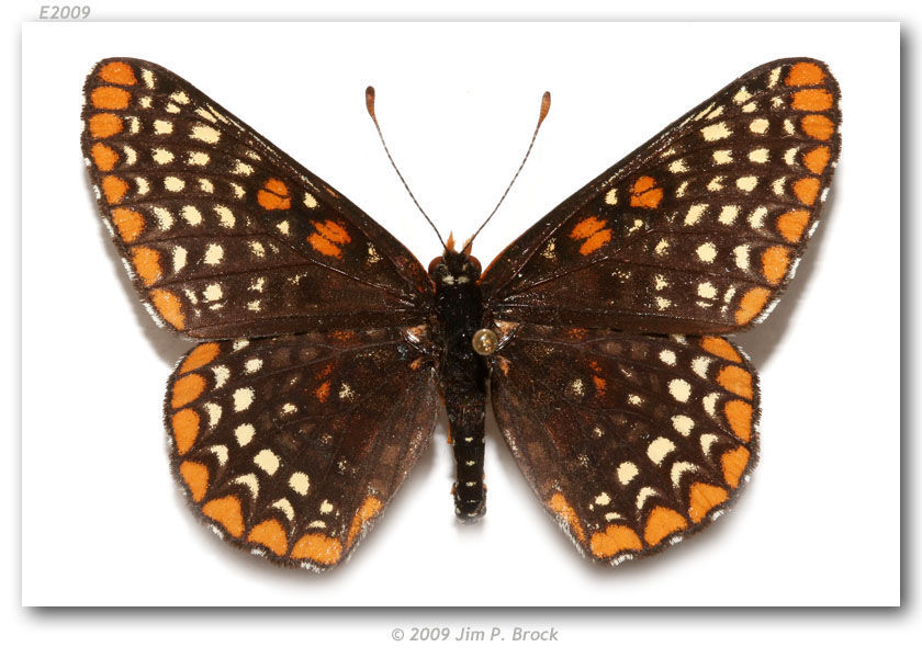 Imagem de Euphydryas