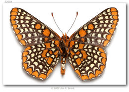 Imagem de Euphydryas