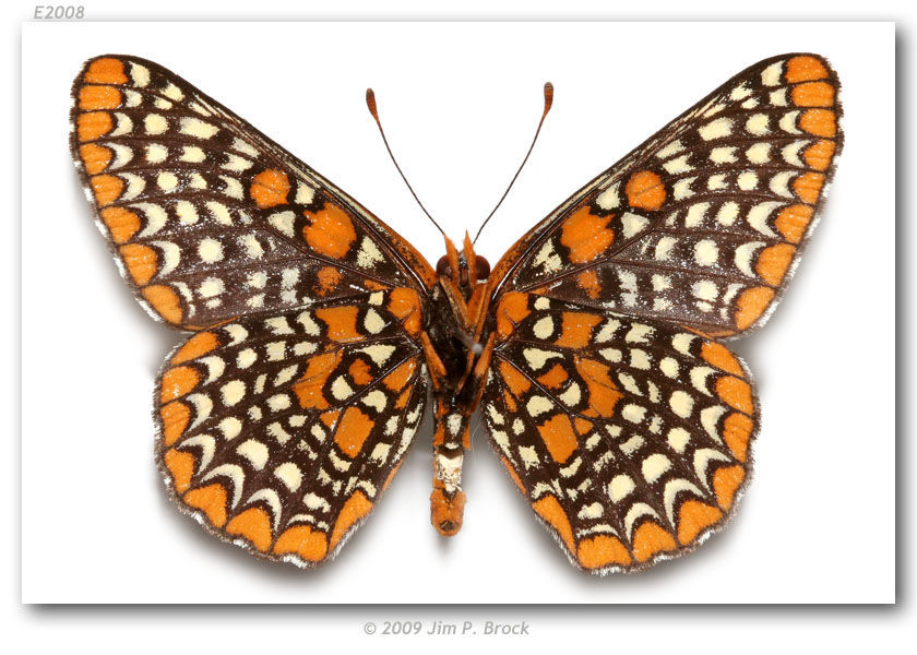 Imagem de Euphydryas