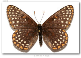 Imagem de Euphydryas