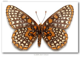 Imagem de Euphydryas