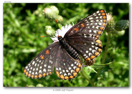 Image of Checkerspots