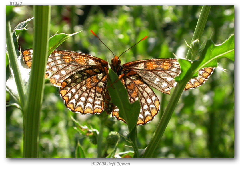 Imagem de Euphydryas