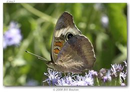 Image of Common buckeye