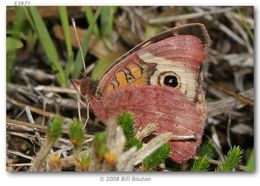 Image of Common buckeye