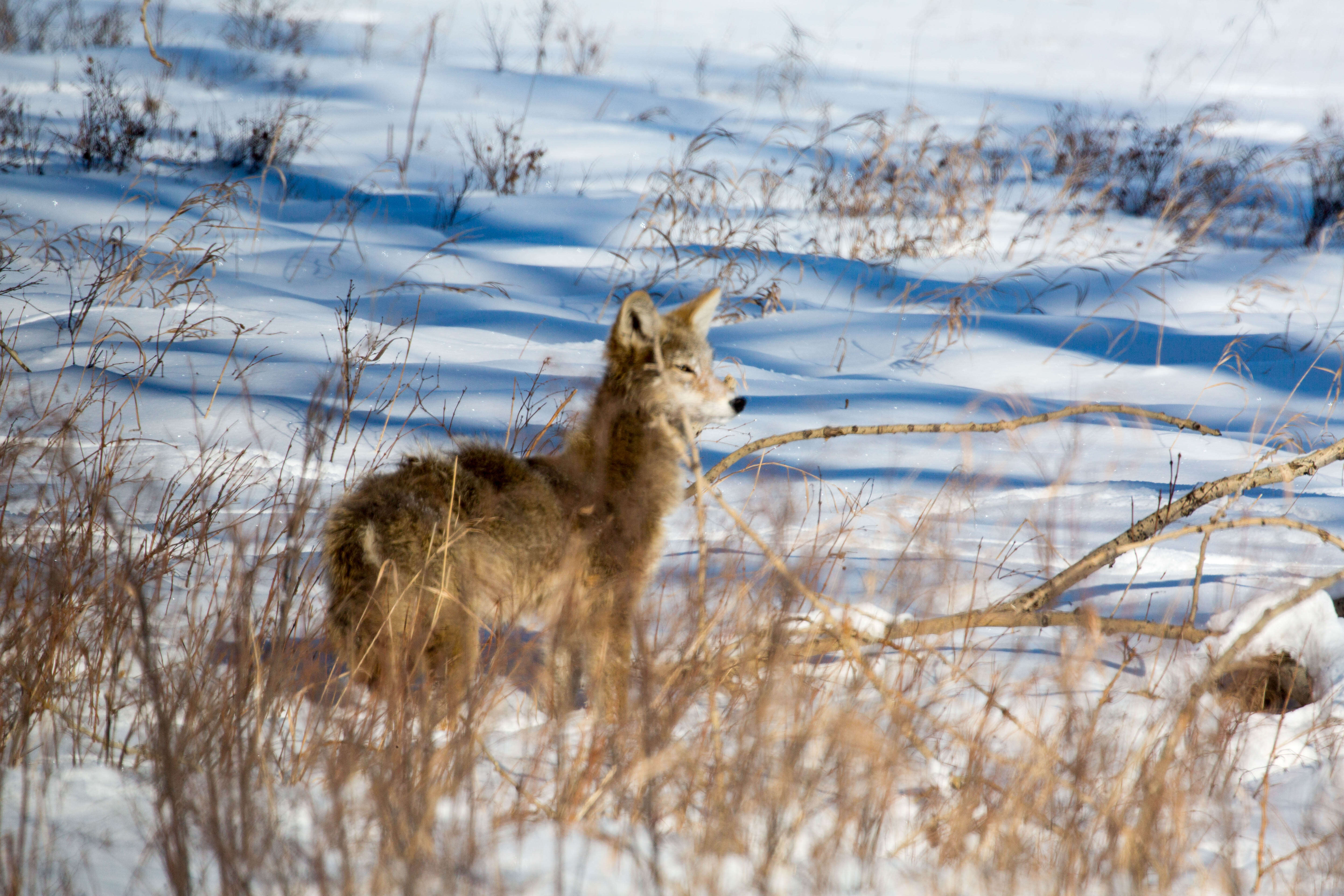 Image of American jackal