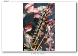 Image of Common buckeye