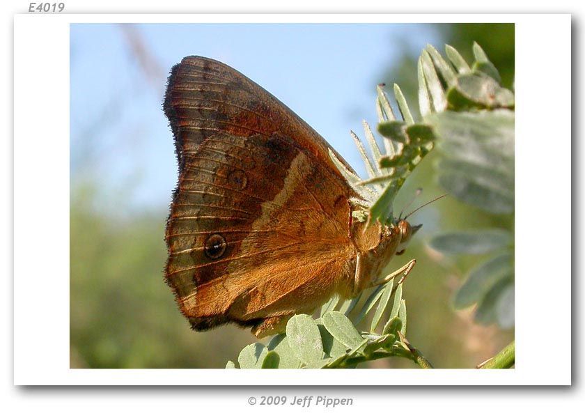 Image of Tropical Buckeye