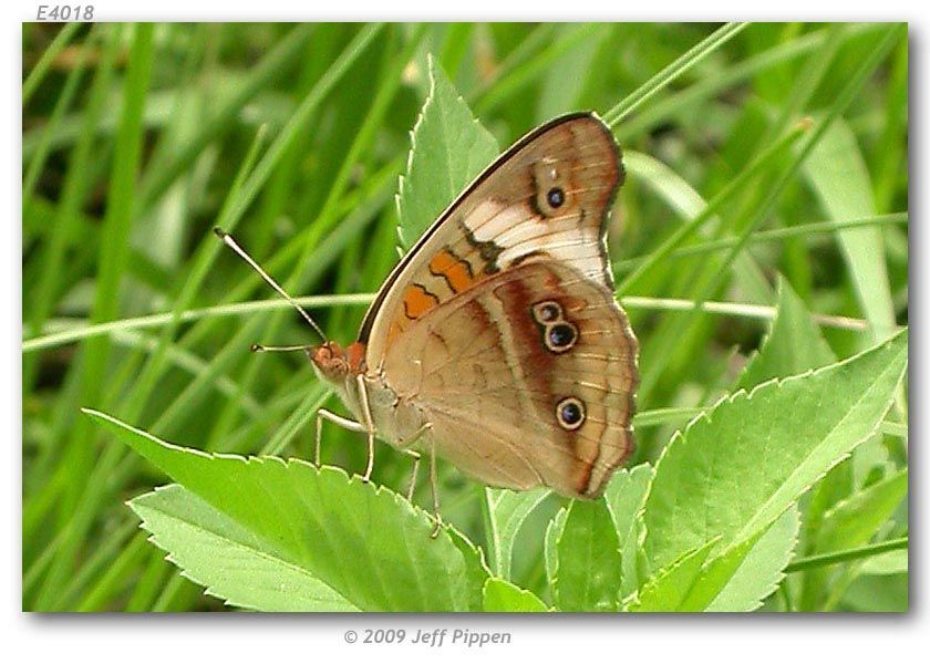 Image of Tropical Buckeye