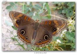 Image of Tropical Buckeye