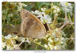 Image of Tropical Buckeye