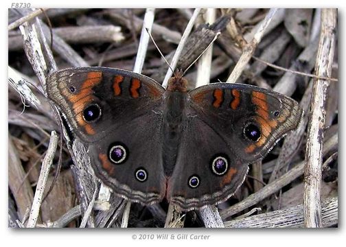 Image of Tropical Buckeye