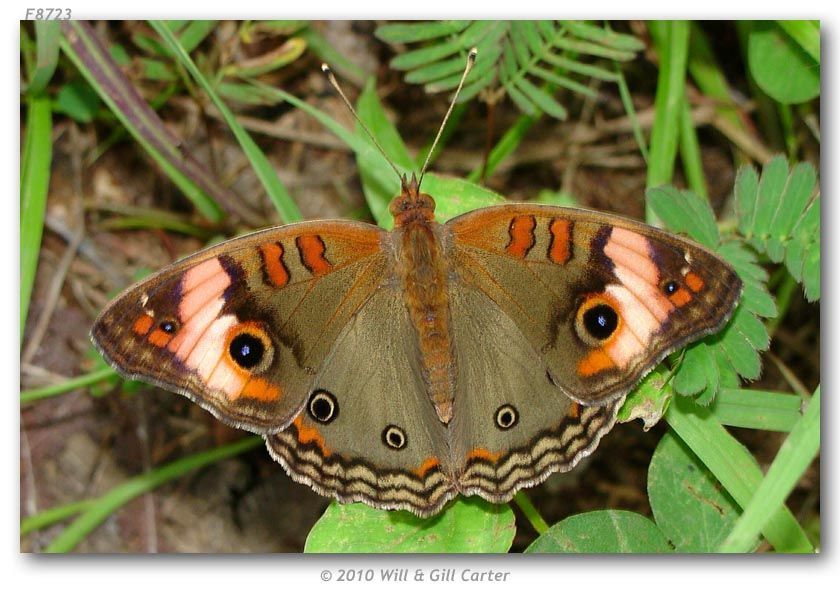 Image of Tropical Buckeye