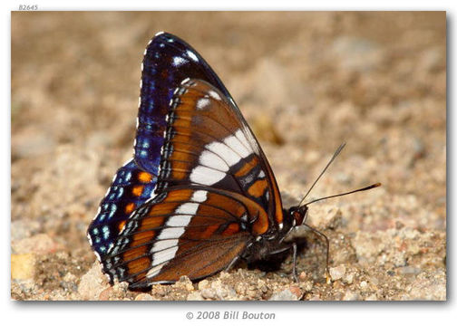 Image of Red-Spotted Purple